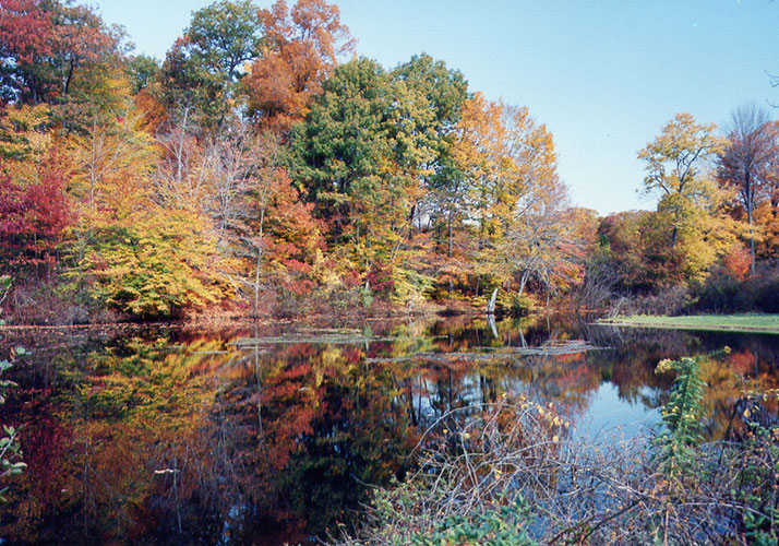 Photo of Fall trees. Links to Gifts That Pay You Income